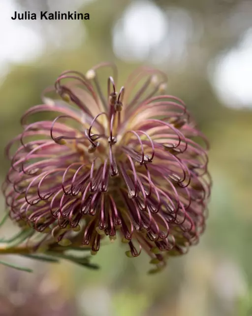 Banksia Violacea - 3 graines - Violet Banksia - Ultra Rare - Limitée