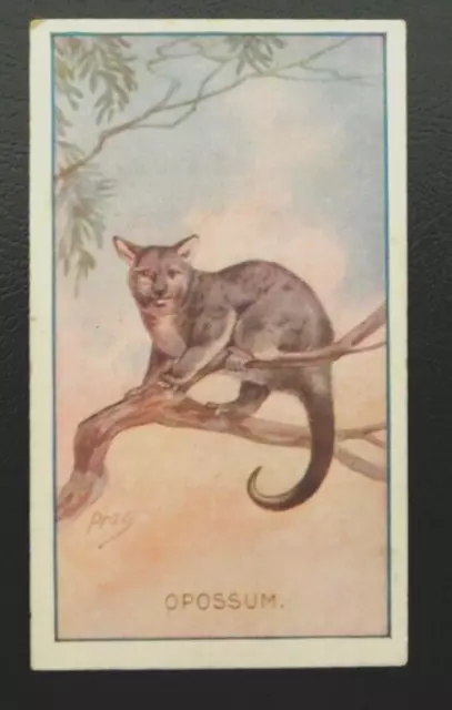 1910 Sniders & Abrahams Australia Cigarette Card Animals & Birds Opossum
