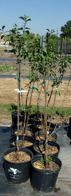 GREEN GAGE EUROPEAN PLUM 4-6 FT Fruit Tree Plant Trees Sweet Plums Garden Plants