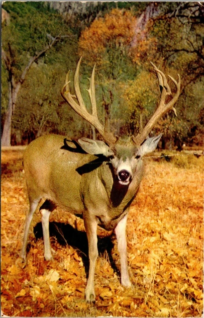 Postcard Mule Deer; Yosemite Valley; Large Antler Rack J4