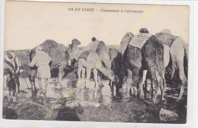 CPA Syria Camels IN L'Drinker Edit Thévenet