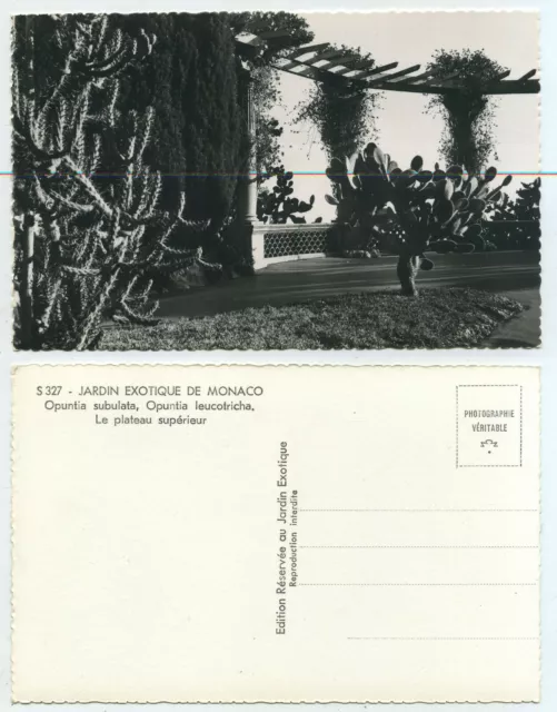 74369 - Jardin Exotique de Monaco - Opuntia subulata - Echtfoto - alte AK