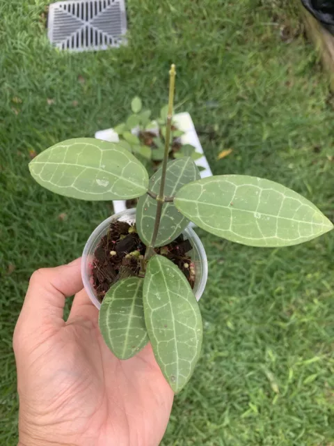 hoya Elliptica