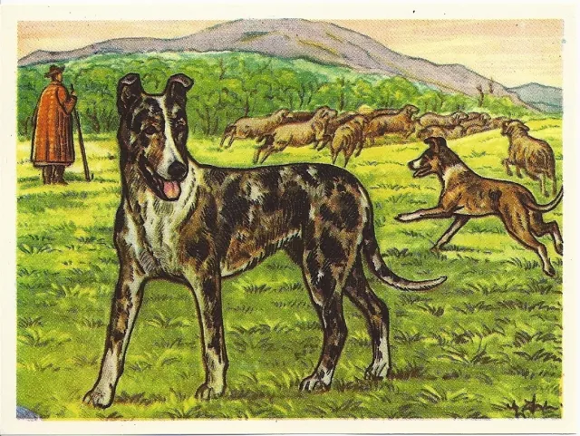 1952 Dog Art Print Austria Tobacco Bildwerk Company Card SMOOTH COATED COLLIE