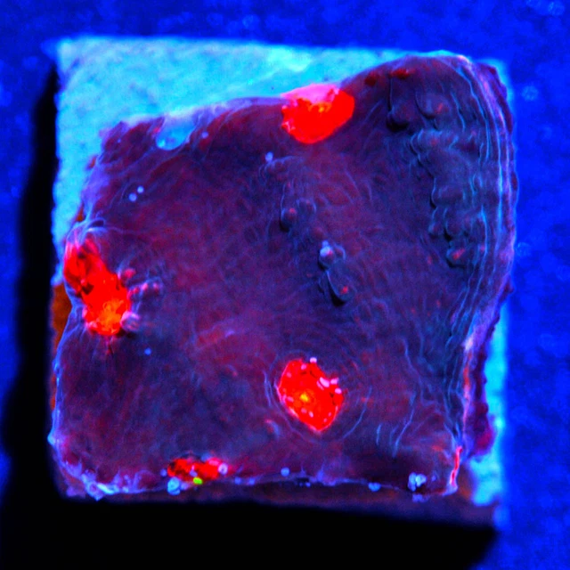 CORALS OF EDEN ~ Live Coral Frag ~ Bubble Gum Chalice Coral ~ LPS