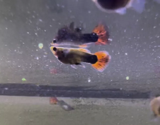 1 Orange Short Body Glass Belly Male Guppy Live Freshwater Aquarium Fish🐠🧡