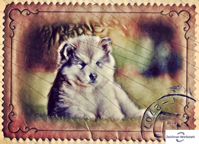 Alaskan Malamute welpe 15