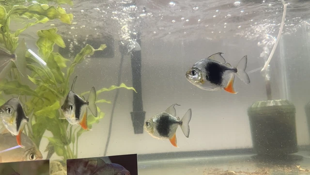 Myleus Blackberry Silver Dollar - M. schomburgki -Live Fish 3”+