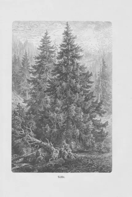 Fichte Rotfichte Picea abies HOLZSTICH von 1913 Botanik