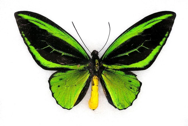 BUTTERFLY/MOTH/MOUNTED Real Framed Birdwing Sorong ORNITHOPTERA PRIAMUS SSP.