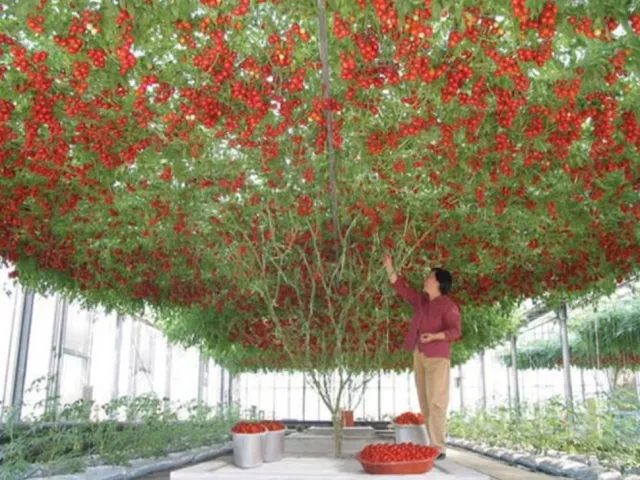 Tomatenriesenbaum (15 Samen) Mehrjährige