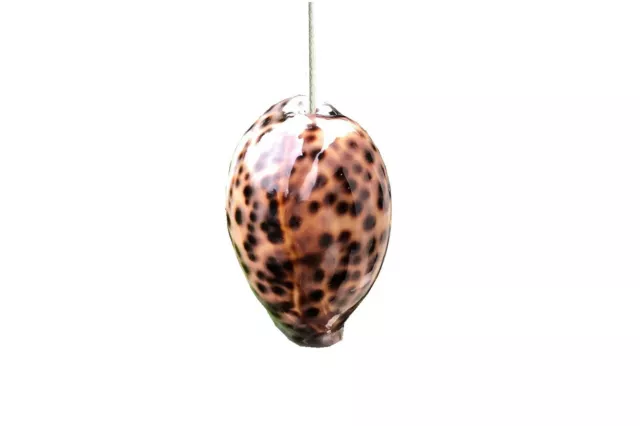 Unique Real Tiger Cowrie Sea Shell Light Pull Handle with Cord & Connector