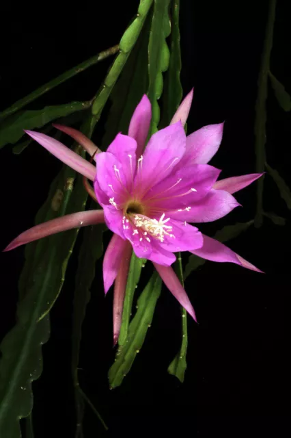 Epiphyllum Epicactushybride, Blattcactus Pflanze  'Noid'