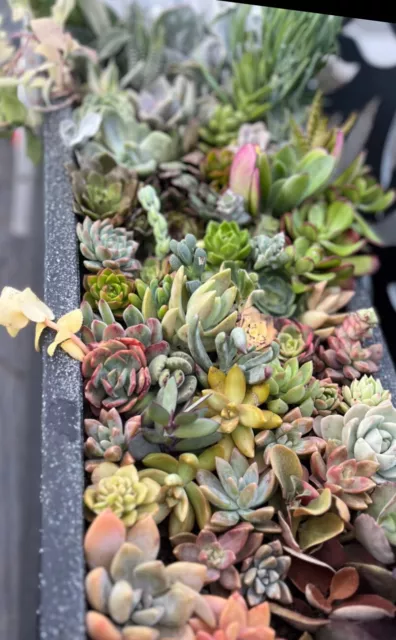 40 Succulent cuttings -Free Postage- No repeats 3
