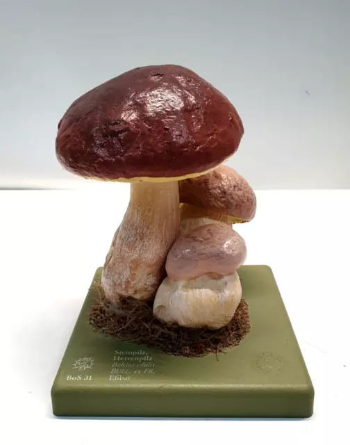 Br) Vintage SOMSO BoS 31 Schulmodell Pilz Steinpilz Boletus edulis