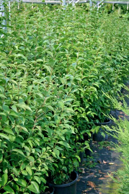 pianta di LIGUSTRO GIAPPONESE Ligustrum Japonicum da siepe economica