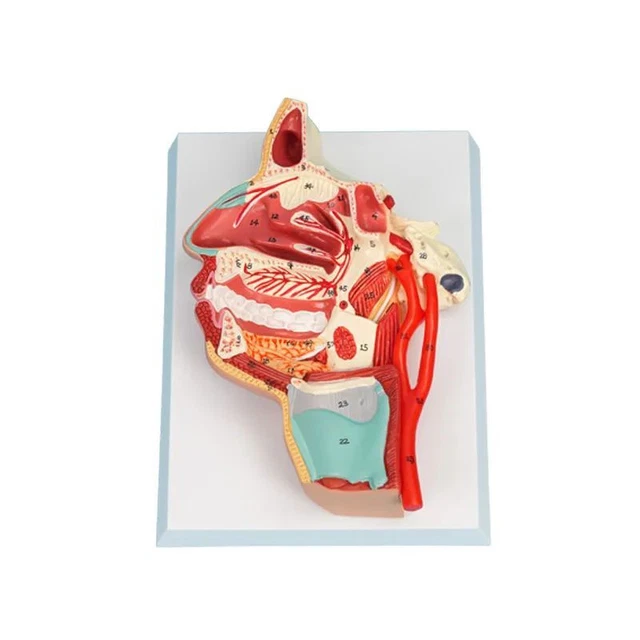 Anatomy Head Mouth Nose Throat Model Durable Medical Laboratory Teaching Supply