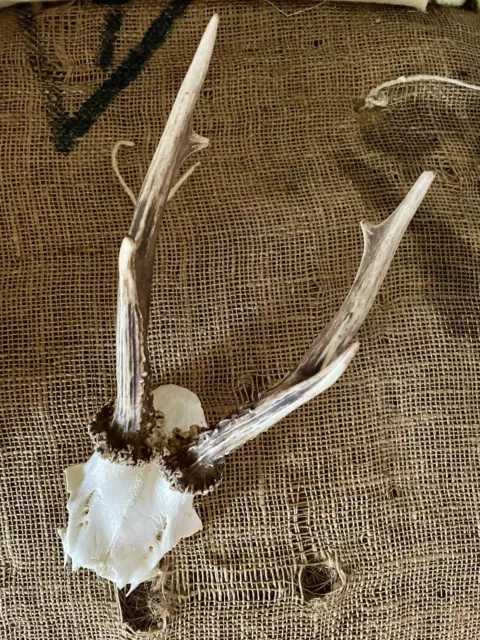 Vintage Taxidermy Roe Deer Skull Skeleton with Antlers