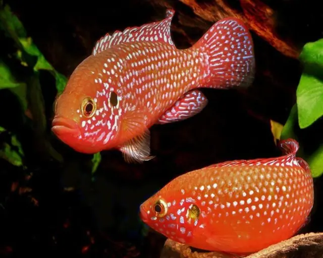 Red Jewel Cichlid - 3 to 4 Inches in Size