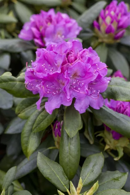 Rhododendron 'Lee's Dark Purple' Großblumige Alpenrose 60-70cm winterhart