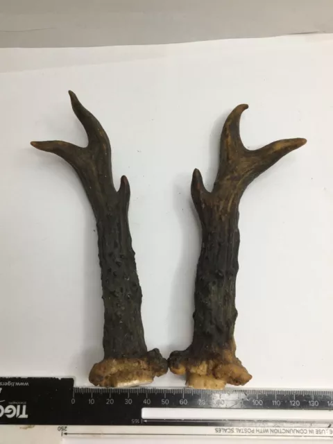 Roe Deer Antlers / HOME WALL DECOR Taxidermy / Matching Pair