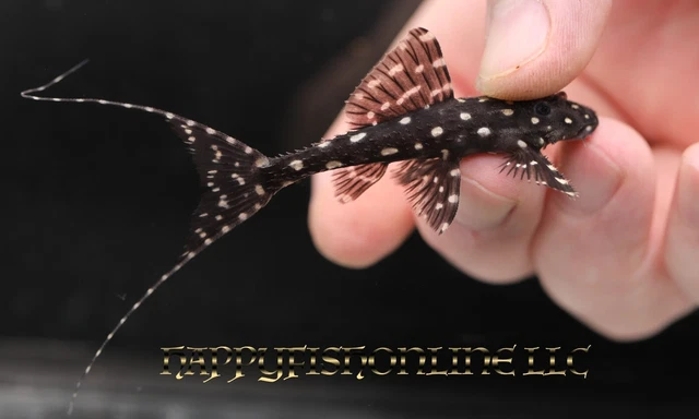 Polka Dot Lyre Tail Pleco/Adonis Pleco! Wicked Looking Pleco! Cb 3" Body Only
