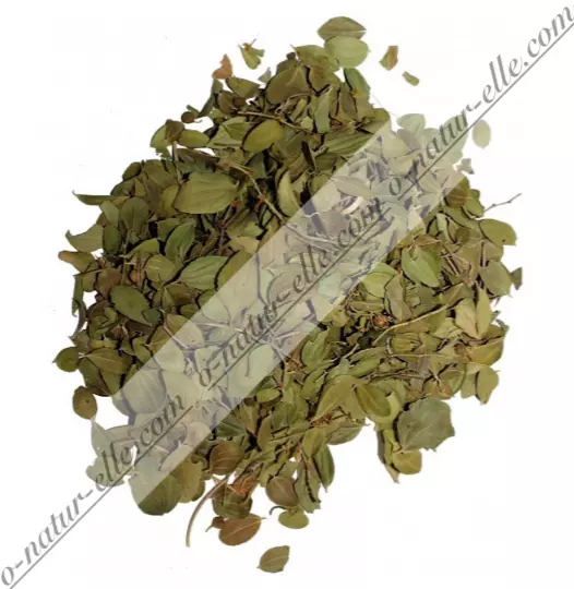 Dried Sidr Leaves Ziziphus Leaves Jujube ORGANIC 100% Natural 40g Hojas Azufaifo