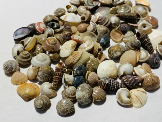 500+ Tiny Mixed Seashells, Assorted Craft Shells Mix US Seller Free Ship!