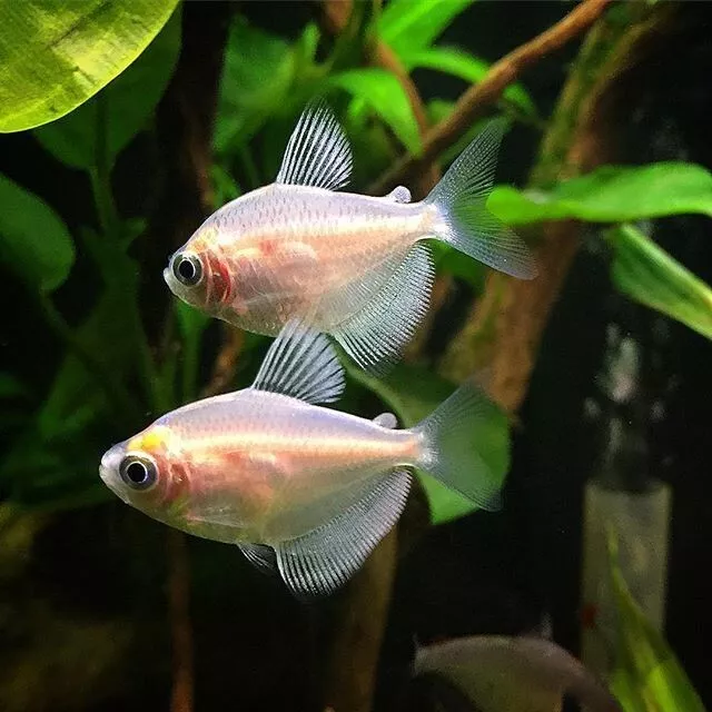 Live White Skirt Tetra (Freshwater Aquarium Fish) *PLS READ DESCR*