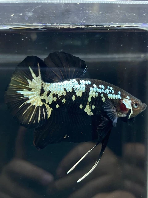 Live Betta Fish Male Halfmoon Plakat Black Samurai USA SELLER M701