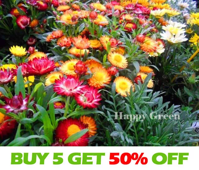 STRAWFLOWER DWARF - TOM THUMB MIX - 800 seeds - Helichrysum bracteatum - FLOWER