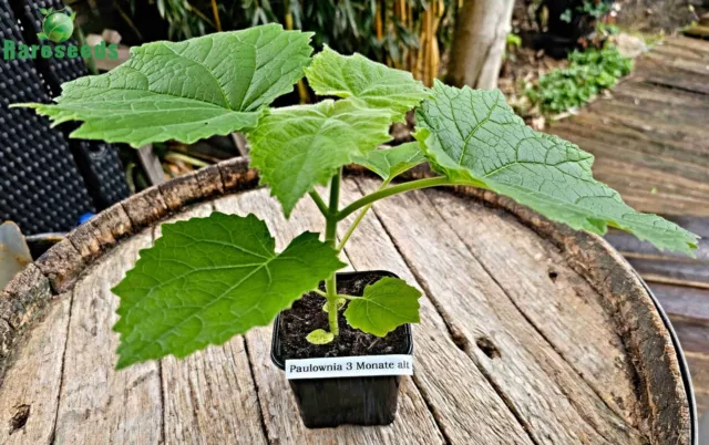 EXTRA CLEAN Paulownia Elongata Samen, Kiri Baum, Klimabaum, Blauglockenbaum 3