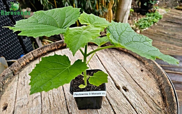 100 Extra: a Paulownia Tree Paulownia Elongata