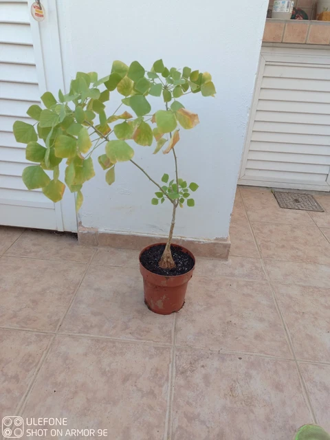 *WOW* Rare To Find Bursera microphylla, Elephant Tree bonsai plant