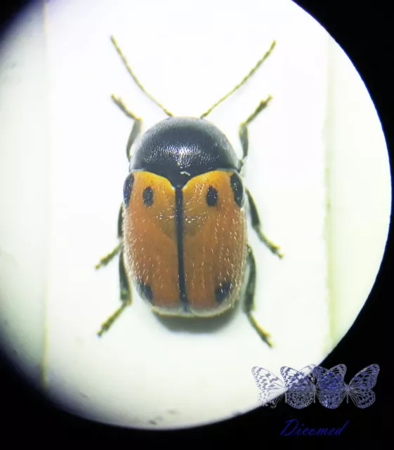 Coleoptera Chrysomelidae Cryptocephalus rugicollis Female High quality Spain.