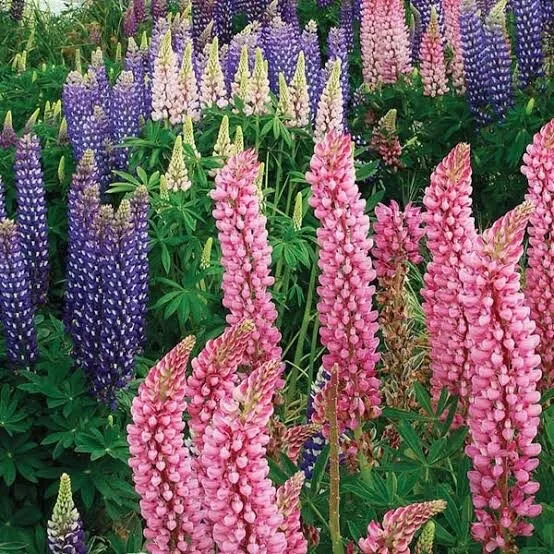 LUPIN RUSSELL MIX 15/25seeds Cottage Borders Nitrogen Fixer Bees TRACKING