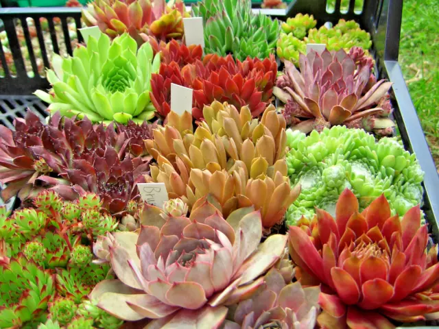 60 Rosetten, 30 versch. Sempervivum, Hauswurz, Steingarten-Pflanzen, Kakteen