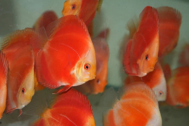 Red Melon Discus Fish 3.5-4 Inches