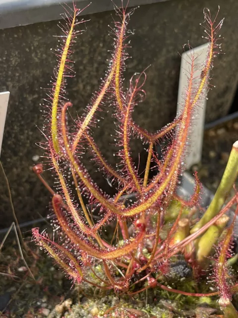 Pianta carnivora Drosera binata  “Tracyi” NO SEMI Torba Dionea Fiori Giardino