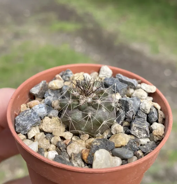 Copiapoa Maratima - Small Rare Cactus Succulent