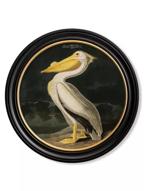 c.1838 Audubon's Birds of America Round Framed Print American White Pelican 44cm