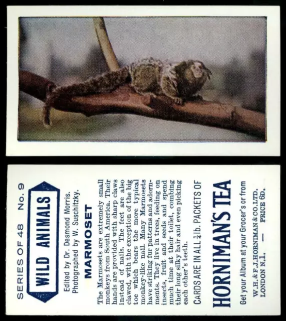 Marmoset #9 Wild Animals 1958 Hornimans Tea Card