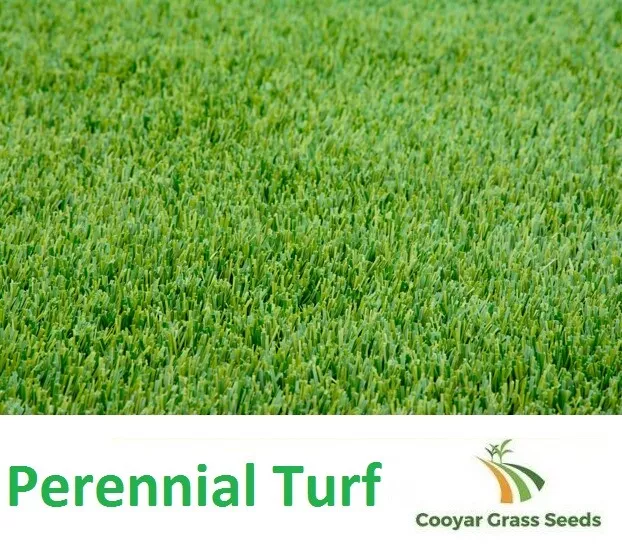 Turf Type - Perennial Rye Grass Seed - Pure 100% - 3kg Lawn - GROWS IN WINTER