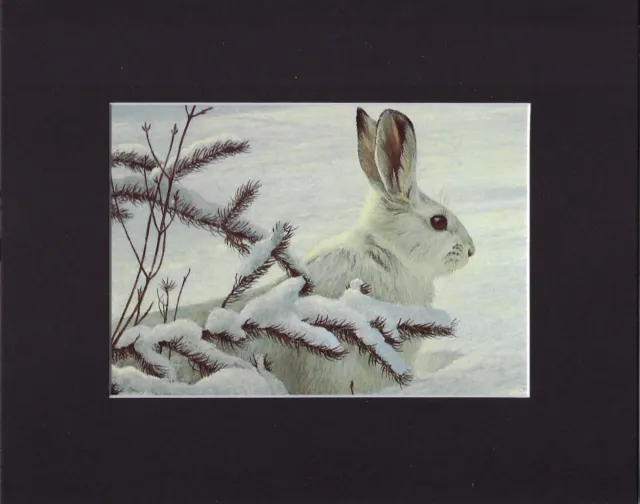 8X10" Matted Print Art Painting Picture, Robert Bateman: Snowshoe Hare 1978