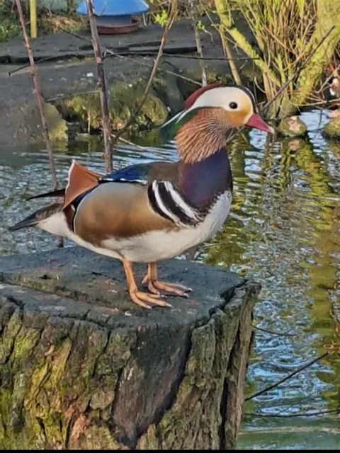 Pure Mandarin Duck Hatching Eggs X6