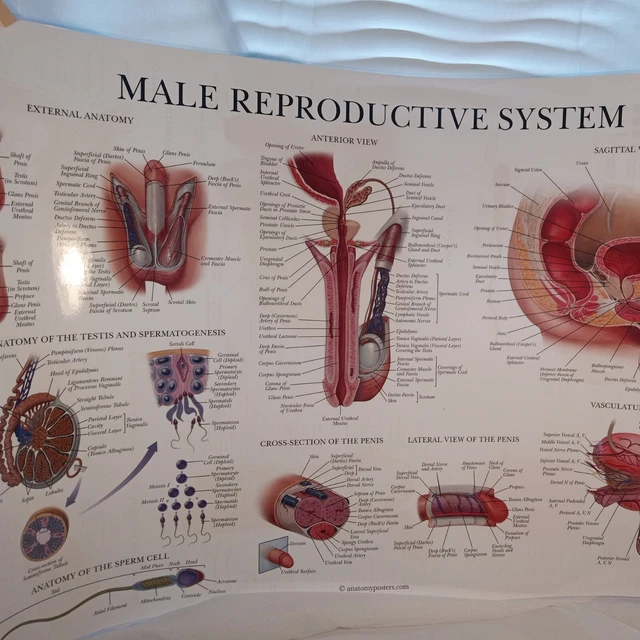 Laminated 18"X27" Anatomy Male Reproductive System/Male ReproSystem Poster New