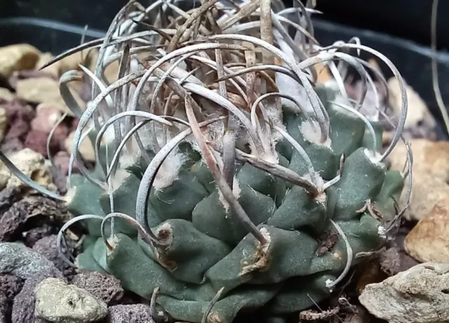 TURBINICARPUS ANDERSONII from seed 3,3 CM!! aztekium ariocarpus astrophytum