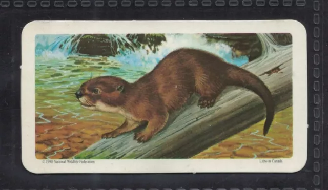 RIVER OTTER - 50 + year old Canadian Trade Card # 33