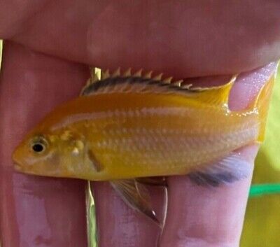 COLORFUL Yellow Lab AFRICAN CICHLID 2.0" UNSEXED