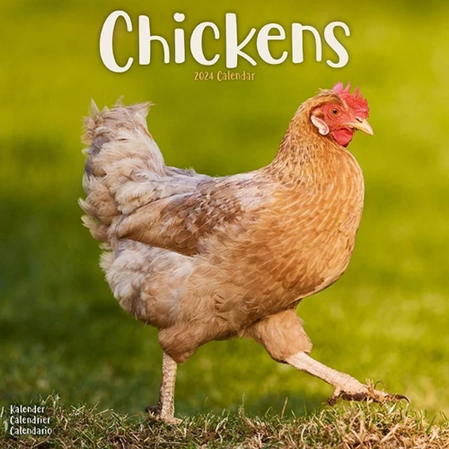 CHICKENS CALENDAR 2024 Square Farm Animals & Birds Wall Calendar 16